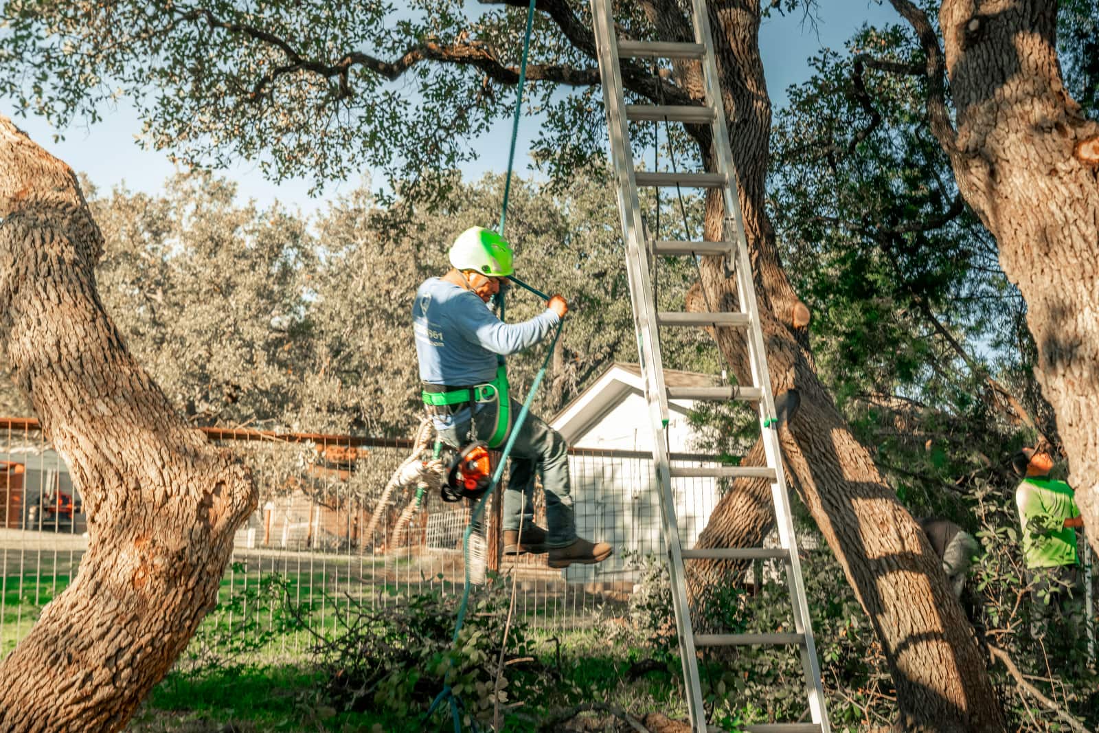 Tree service project in Matthews NC