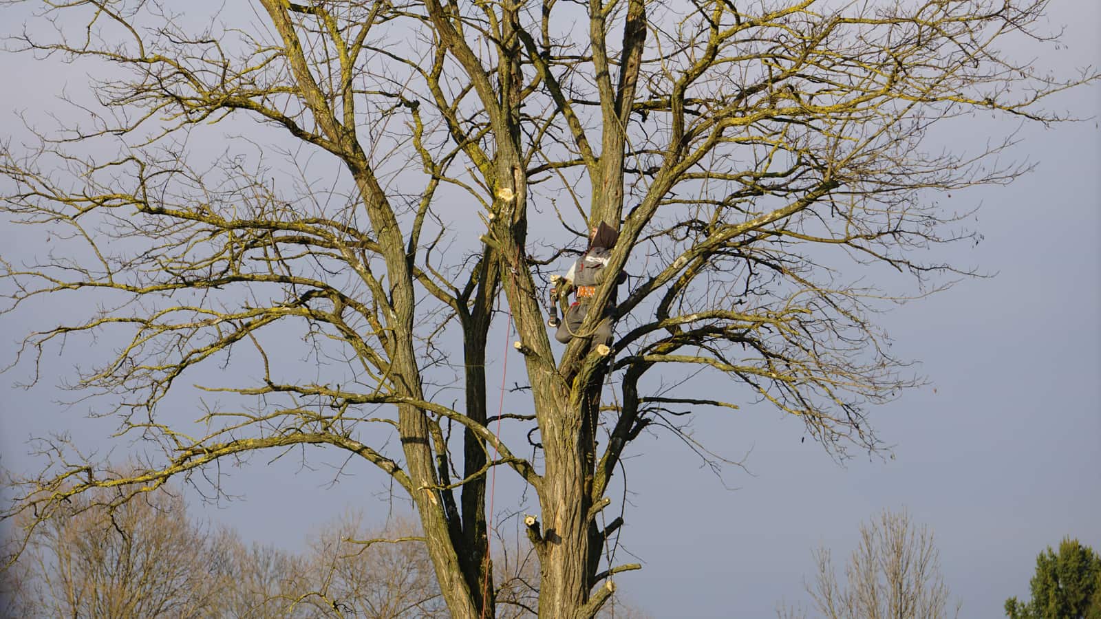 Tree trimming completed job