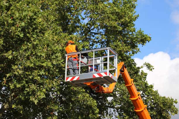 Lot clearing service
