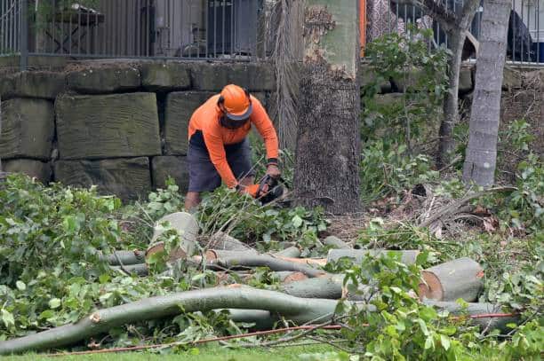Stump grinding and removal