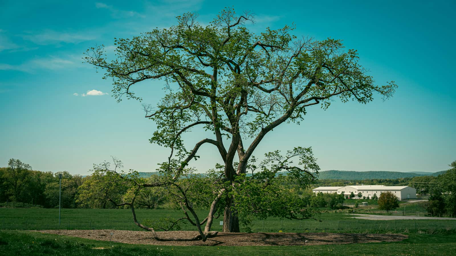 Tree health and maintenance