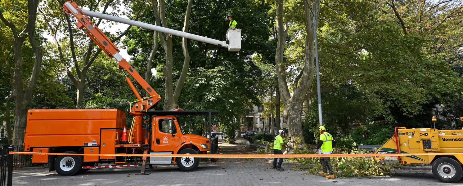 Tree removal project Charlotte NC